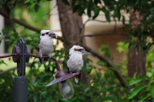 kookaburras